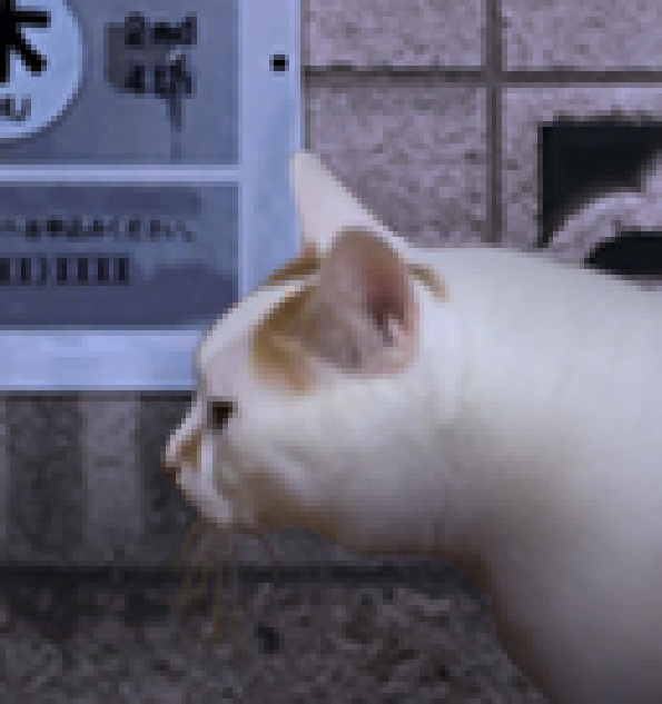 翌日猫之怪奇谭彩蛋版v1.0